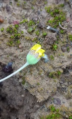 Othonna multicaulis