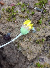 Othonna multicaulis