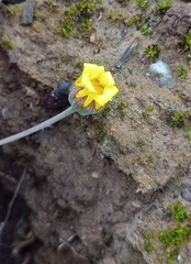 Othonna multicaulis