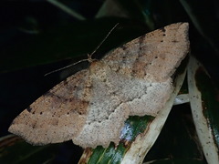 Xerodes rufescentaria