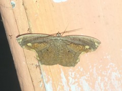 Pareumelea eugeniata