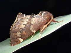 Odontosia marumoi