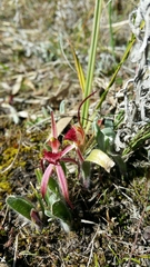 Caladenia caudata