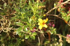 Bidens rubifolia
