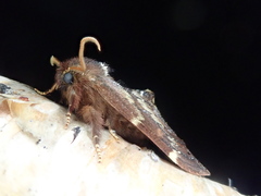 Odontosia marumoi