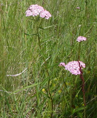 Achillea aspleniifolia