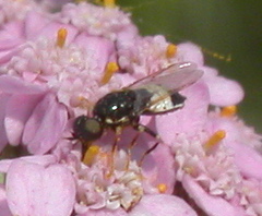 Nemotelus pantherinus