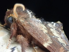 Odontosia marumoi
