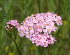 Achillea aspleniifolia
