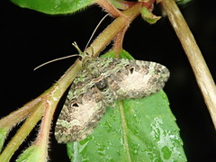 Chloroclystis excisa