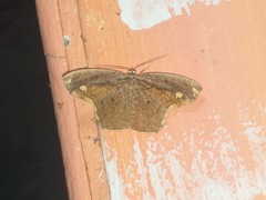 Pareumelea eugeniata