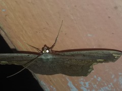 Pareumelea eugeniata