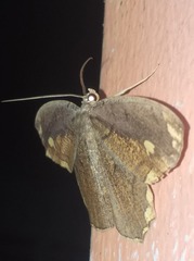 Pareumelea eugeniata