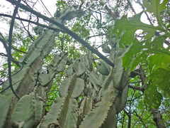 Cereus hexagonus