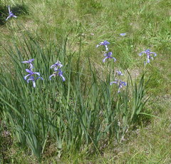 Iris spuria