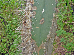 Cereus hexagonus