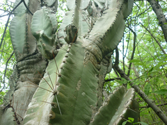 Cereus hexagonus