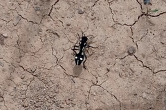 Traumatomutilla graphica