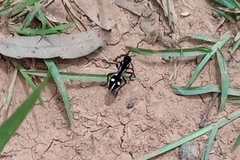 Traumatomutilla graphica