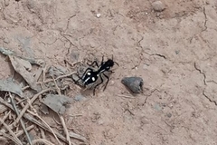 Traumatomutilla graphica