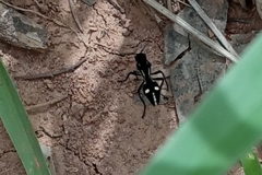 Traumatomutilla graphica