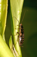 Ectobius sylvestris