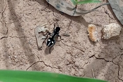 Traumatomutilla graphica