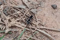 Traumatomutilla graphica