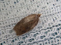 Acleris submaccana