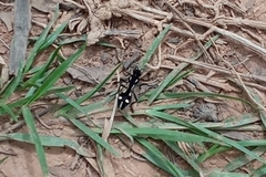 Traumatomutilla graphica