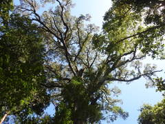 Afrocarpus falcatus