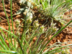 Plantago cafra