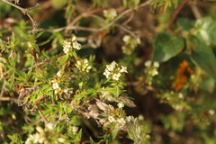 Galianthe bogotensis