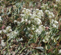 Lepidium cartilagineum