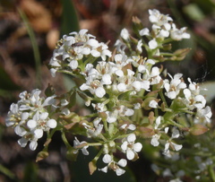 Lepidium cartilagineum