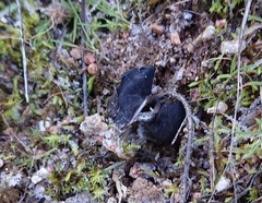 Helvella juniperi