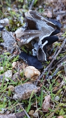 Helvella juniperi