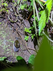 Petalochlamys