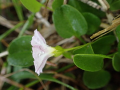 Falkia repens