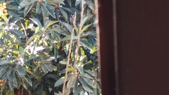 Dryobates scalaris