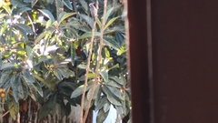 Dryobates scalaris