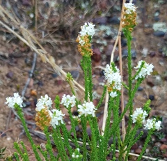 Selago ramosissima