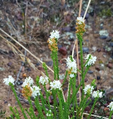 Selago ramosissima