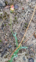 Ursinia discolor