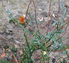 Ursinia discolor