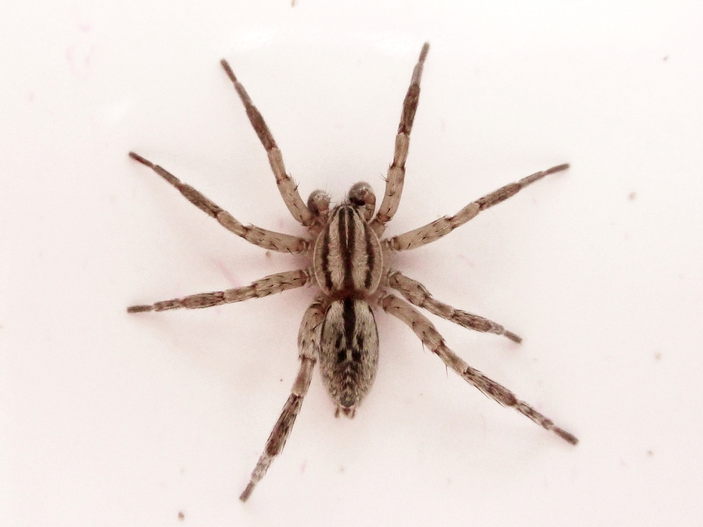 Sanogasta bonariensis
