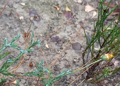Ursinia discolor