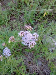 Chromolaena arnottiana