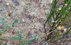 Ursinia discolor