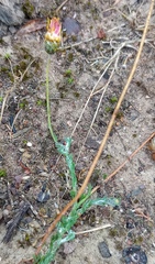 Ursinia discolor